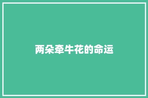 两朵牵牛花的命运 求职信