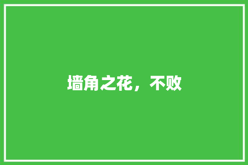 墙角之花，不败 职场范文